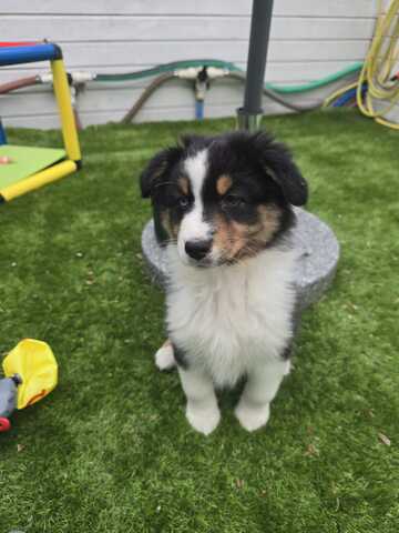 Eine Australian Sheperd Hündin sucht noch Ihr Zuhause