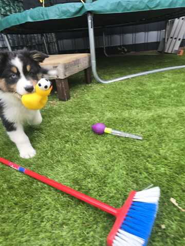 Eine Australian Sheperd Hündin sucht noch Ihr Zuhause