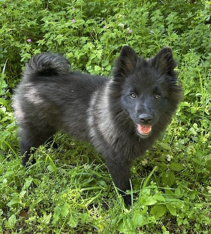 Großspitzwelpe schwarz wbl. abgabebereit