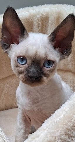Devon Rex-Kätzchen zu verkaufen