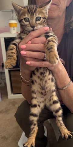 5 Bengal-Kätzchen
