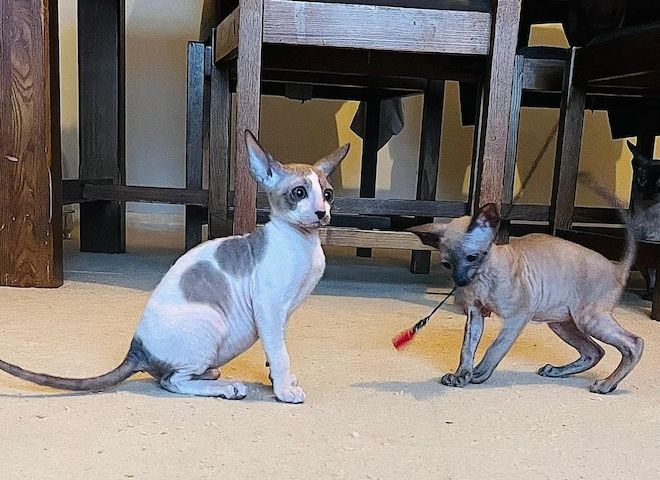 Cornish Rex-Kätzchen