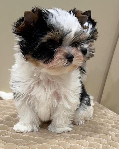 Zauberhafte Yorkshire Terrier Biewer Babys aus Familienaufzucht