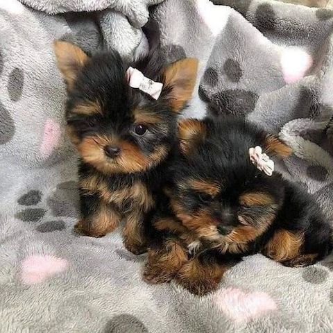 Süße Yorkshire Terrier Welpen abzugeben