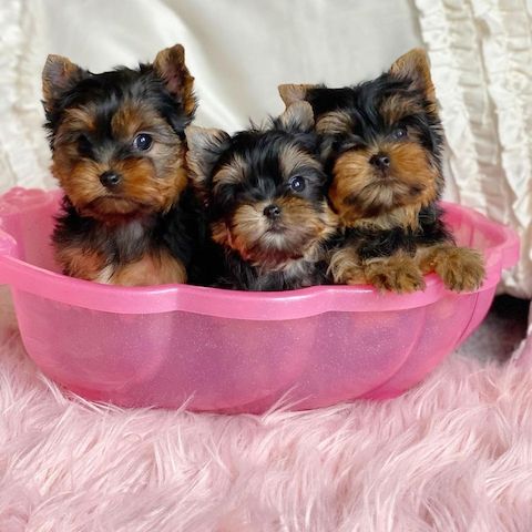 Süße Yorkshire Terrier Welpen suchen liebevolles Zuhause