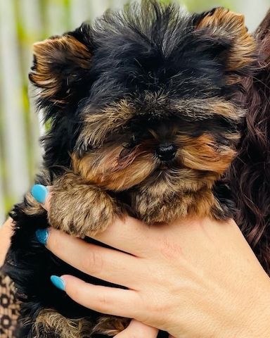 Yorkshire Terrier Babys aus liebevoller Familienaufzucht