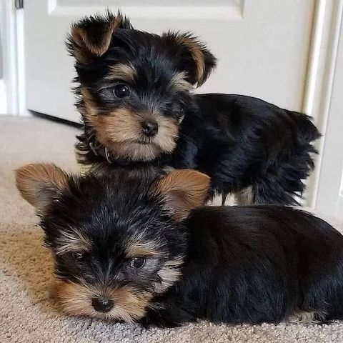 Wunderschöne Yorkshire Terrier Welpen abzugeben