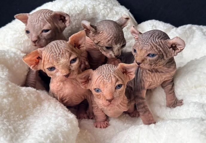 kanadische Sphynx-Katze