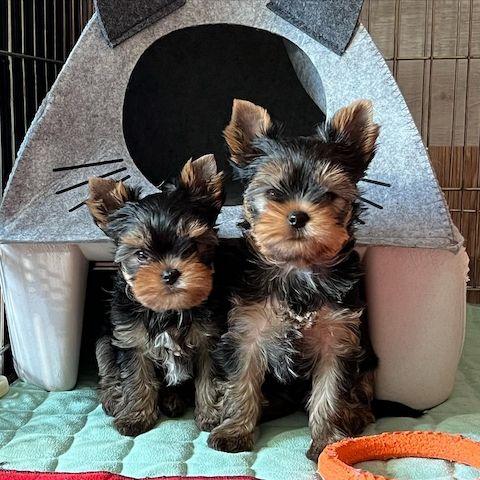 Reinrassige Yorkshire Terrier Welpen suchen neue Familie