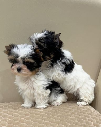 Typvolle Biewer Yorkshire Terrier Welpen mit bester Sozialisierung