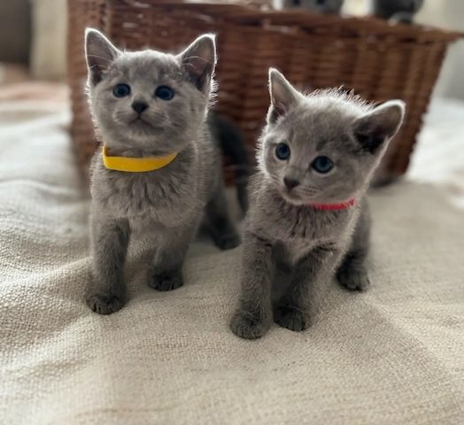 reinrassige Russisch-Blau-Katze
