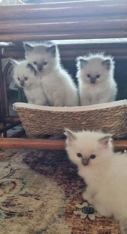 Wunderschöne Ragdoll-Kätzchen