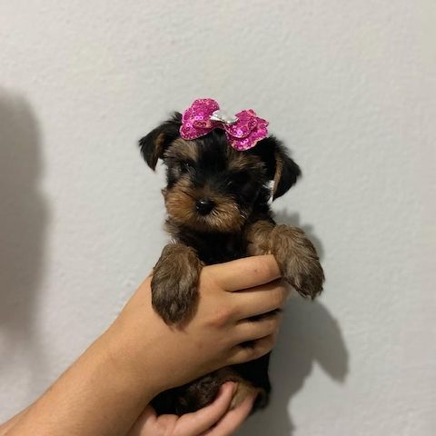 Yorkshire Terrier