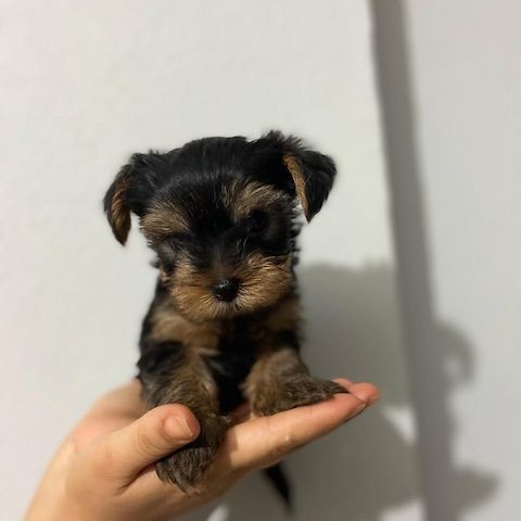 Yorkshire Terrier