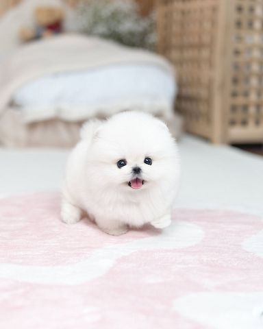Pomeranian puppy