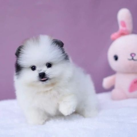 Teacup Pomeranian Spitz Welpen