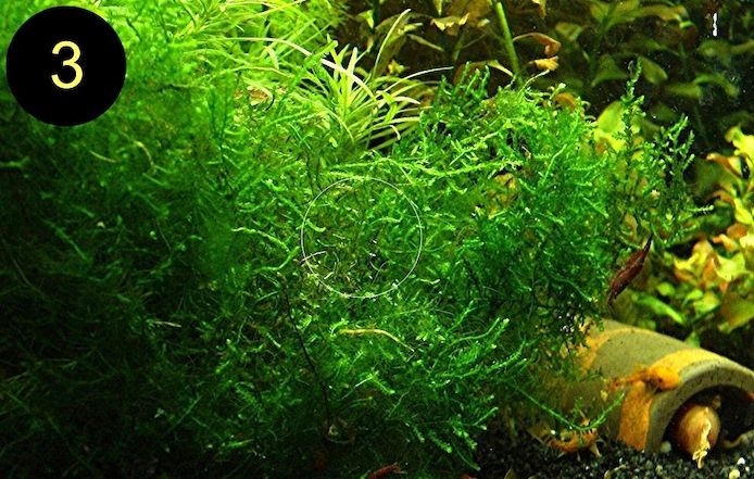 Flammenmoos, Spikymoos, Sternlebermoos, Aquarienpflanzen