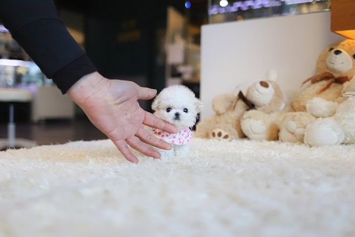 Maltese puppy