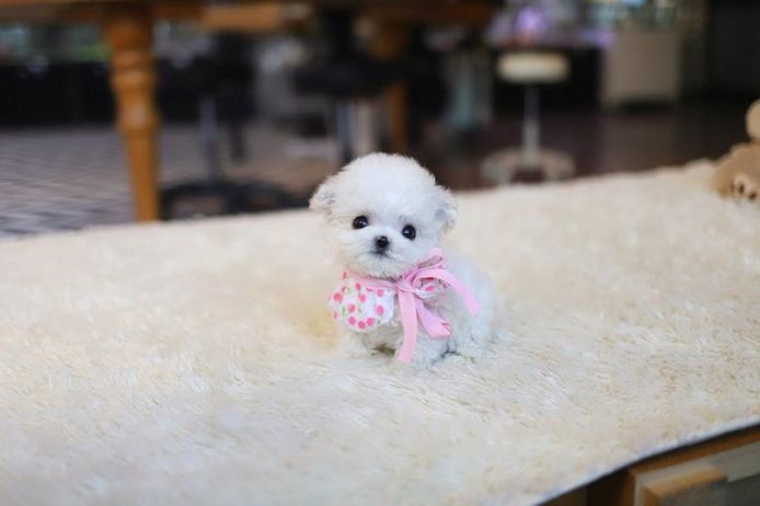 Maltese puppy