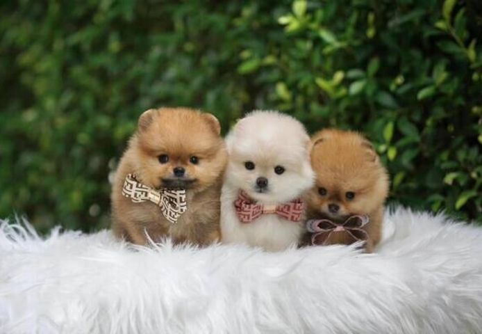 Affordable Pomeranian puppies for sale.