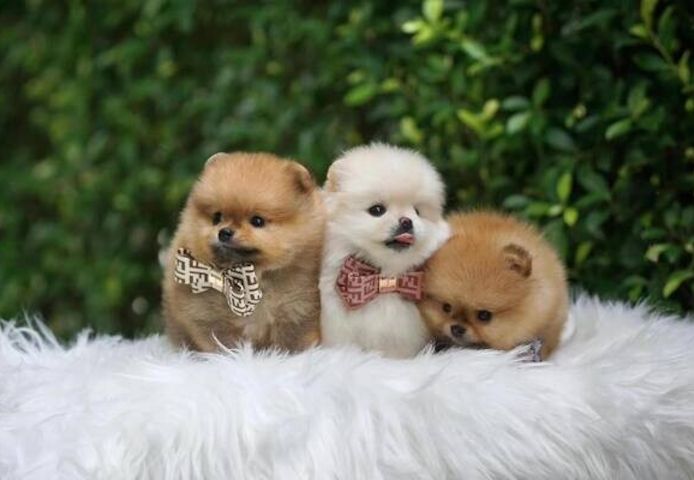 Affordable Pomeranian puppies for sale.