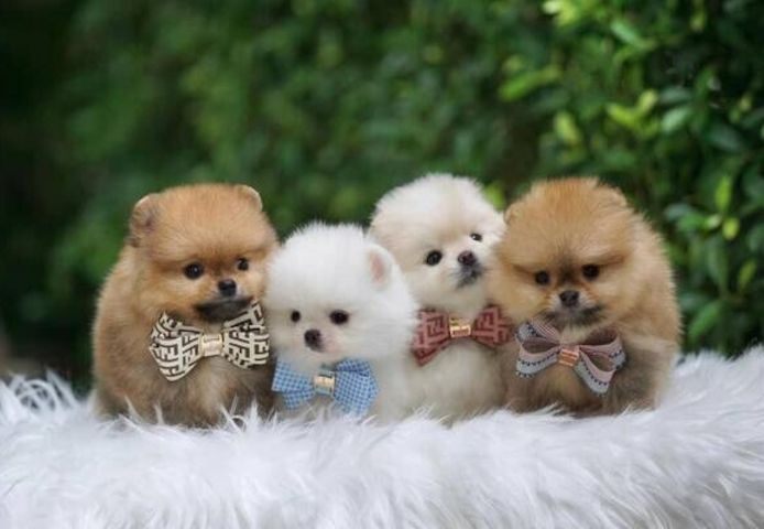 Affordable Pomeranian puppies for sale.