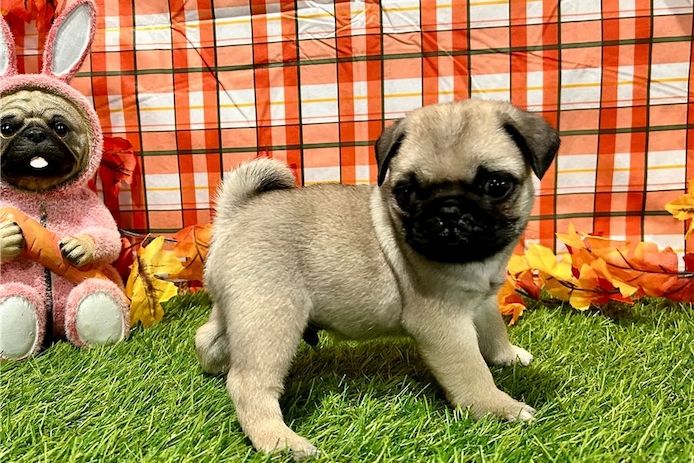 Mops-Welpen zu verkaufen.