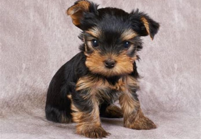 Registrierte Yorkshire Terrier Welpen zu verkaufen.