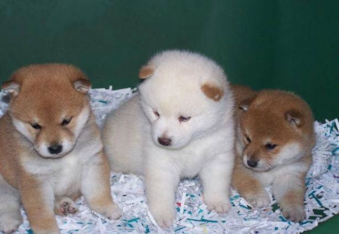 Shiba Inu Welpen suchen ein neues Zuhause.
