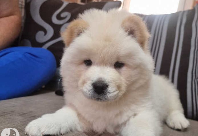 Chow-Chow-Welpen verfügbar.