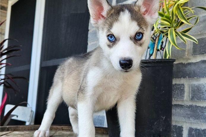 Sibirische Husky-Welpen zu verkaufen.