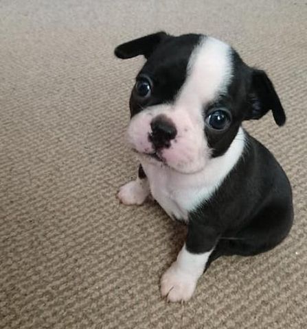 Gesunde Boston Terrier Welpen mit Papieren abzugeben.