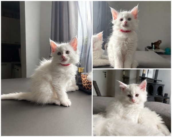 Wunderschöne Maine Coon Babykatzen