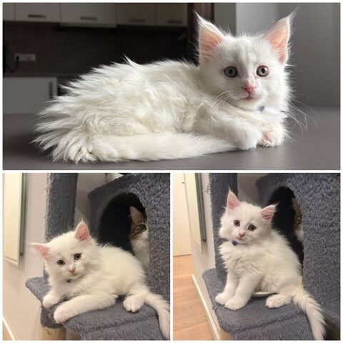 Wunderschöne Maine Coon Babykatzen
