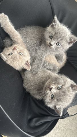 Reinrassige BKH kitten