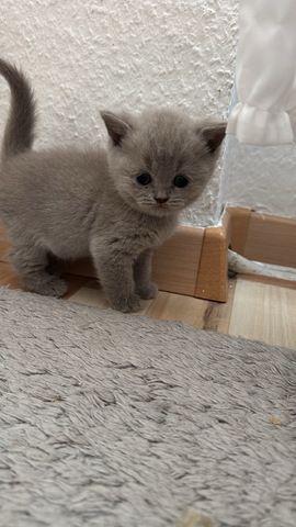 Reinrassige BKH kitten