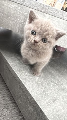 Reinrassige BKH kitten