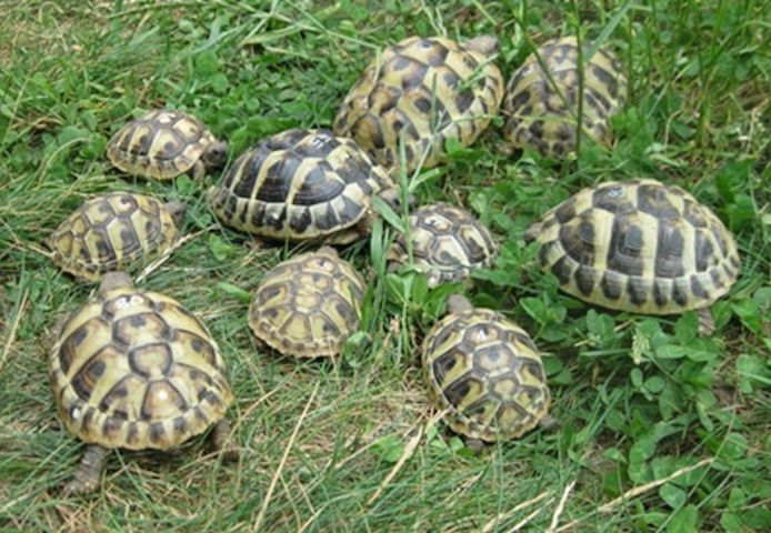 Griechische Landschildkröten NZ 2023 bis 2025, weiblich erbrütet, Landschildkröten