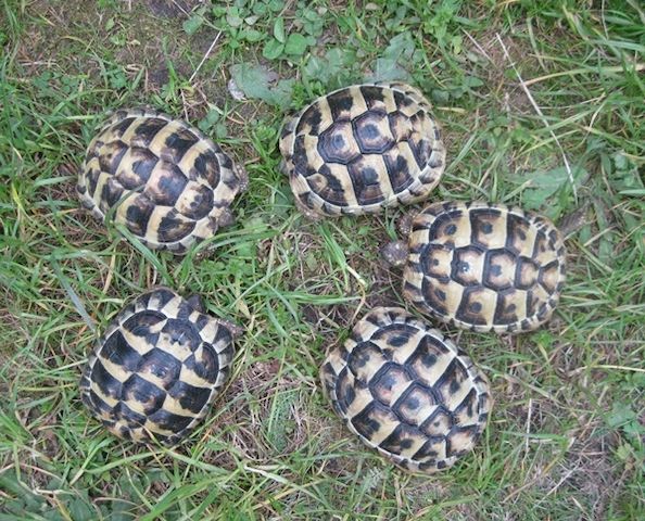 Griechische Landschildkröten NZ 2023 bis 2025, weiblich erbrütet, Landschildkröten