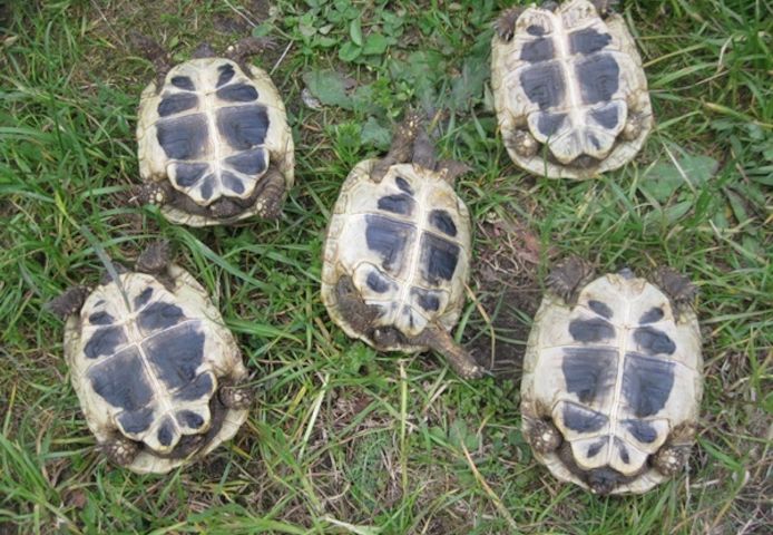 Griechische Landschildkröten NZ 2023 bis 2025, weiblich erbrütet, Landschildkröten