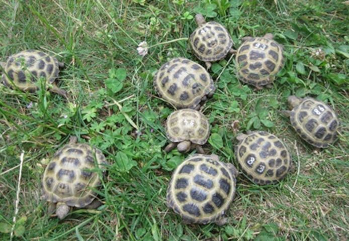 Vierzehenschildkröten, Steppenschildkröten NZ 2023 bis 2025, weiblich erbrütet, Landschildkröten,