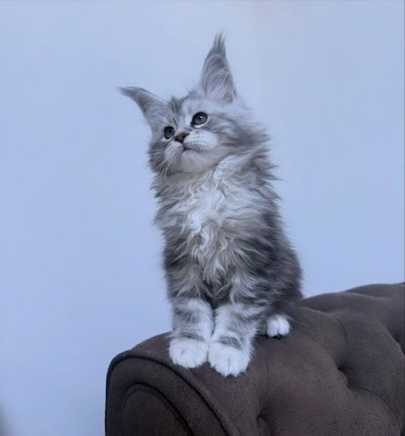 Wunderschöne Maine-Coon-Kätzchen suchen ein liebevolles Zuhause