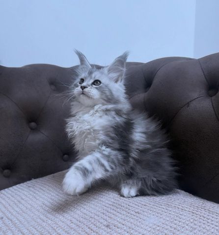 Wunderschöne Maine-Coon-Kätzchen suchen ein liebevolles Zuhause