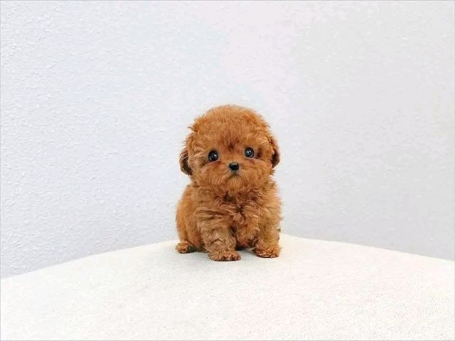 Poodle puppy