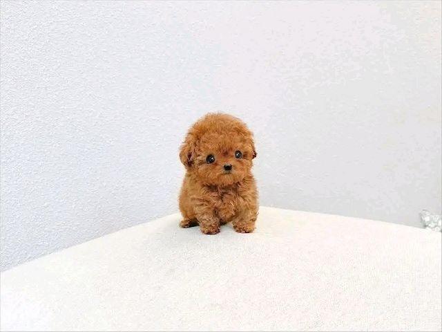 Poodle puppy