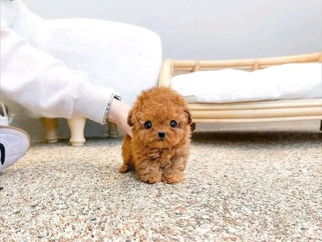 Poodle puppy