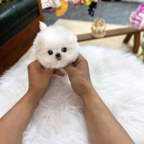 Maltese puppy