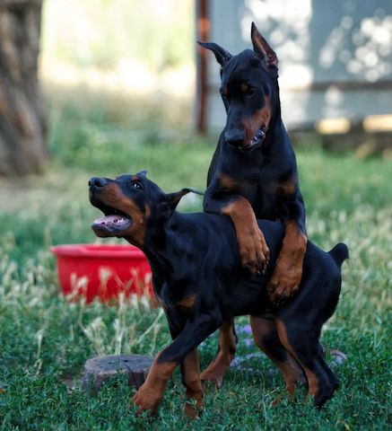 Traumhafte Dobermann Welpen mit bester Abstammung