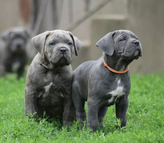 wunderschönen Cane Corso welpen