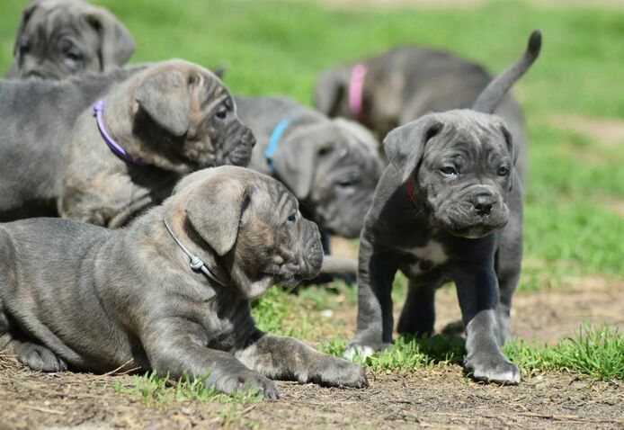 wunderschönen Cane Corso welpen